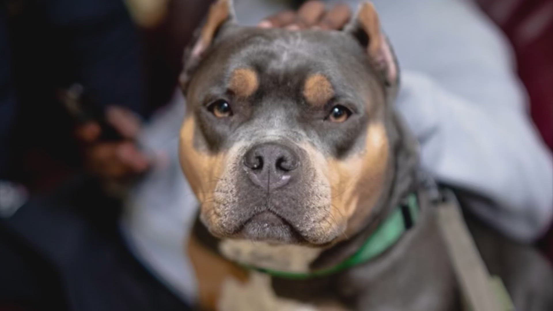 Rob Trevino rescued Dulce in the summer of 2022. Last week, the American bully was stolen out of his car.