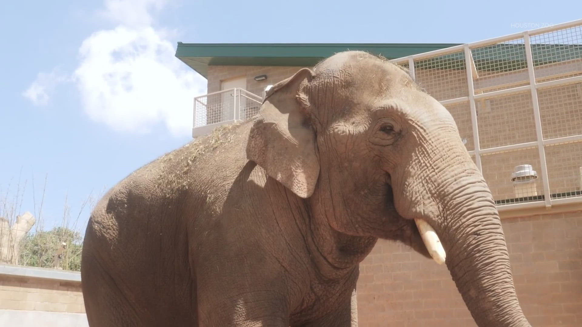 Chuck was born July 15, 2008, at African Lion Safari in Ontario, Canada and most recently lived at the Denver Zoo.