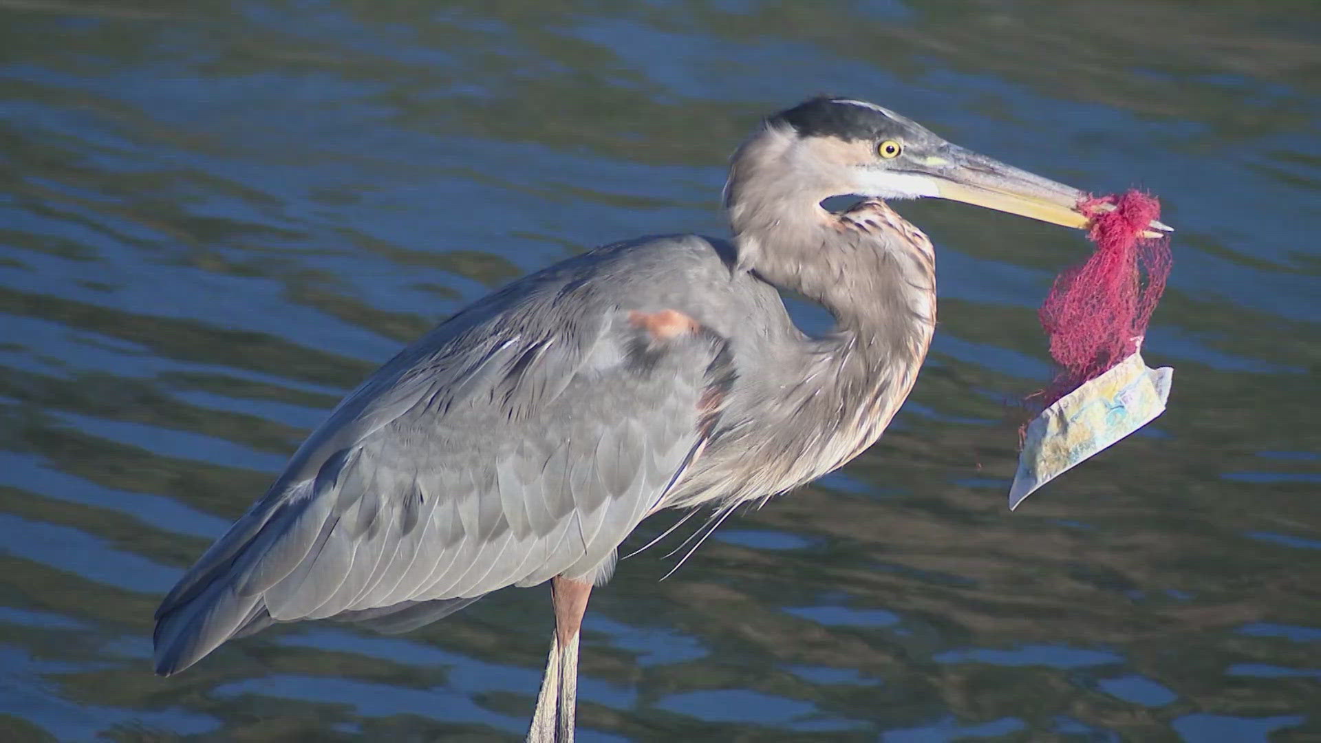 Usually, walkers and bikers enjoy the sunset and the animals along Brays Bayou, but it's a bird that now has their attention.