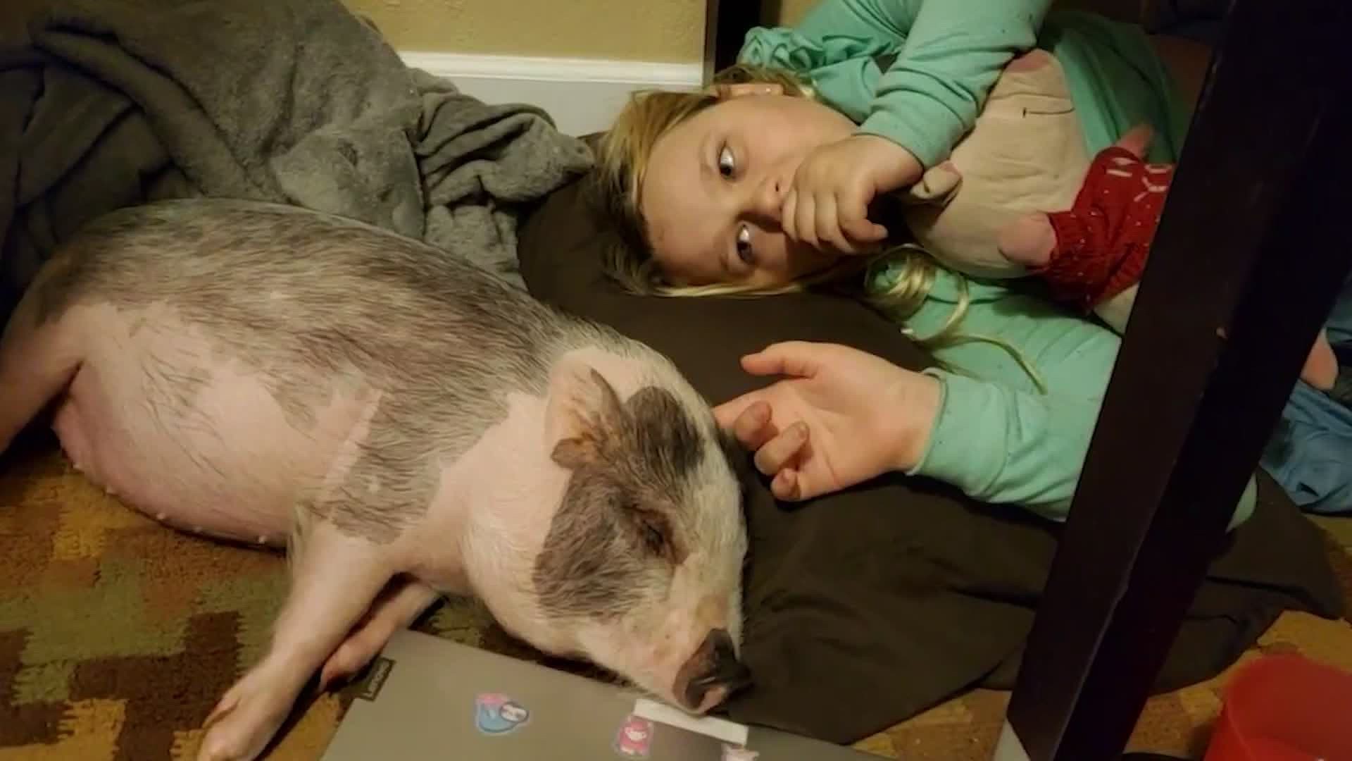 A California family visiting Houston is mourning the  loss of their emotional support pig. Honey was inside their car when it was stolen from a hotel.