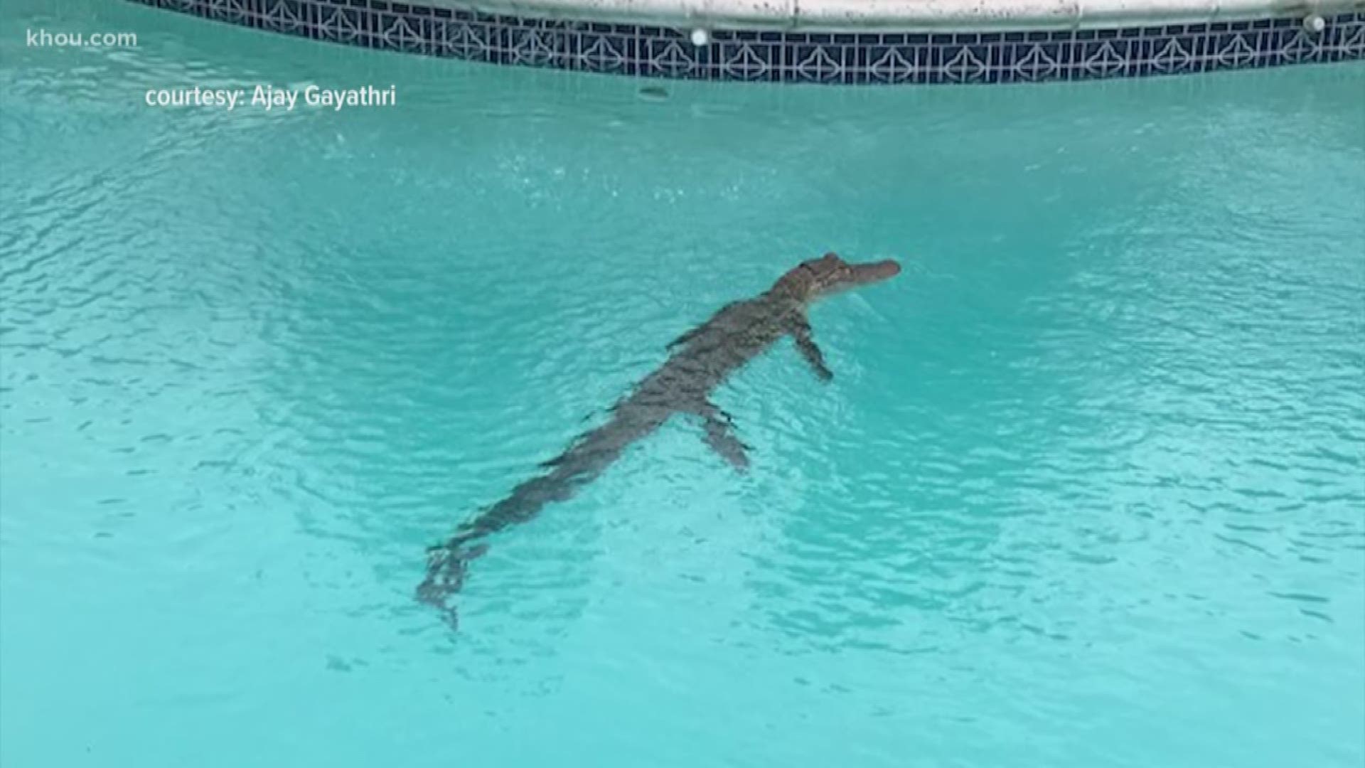 A 4-foot alligator decided to take dip in a Sugar Land's family backyard pool.