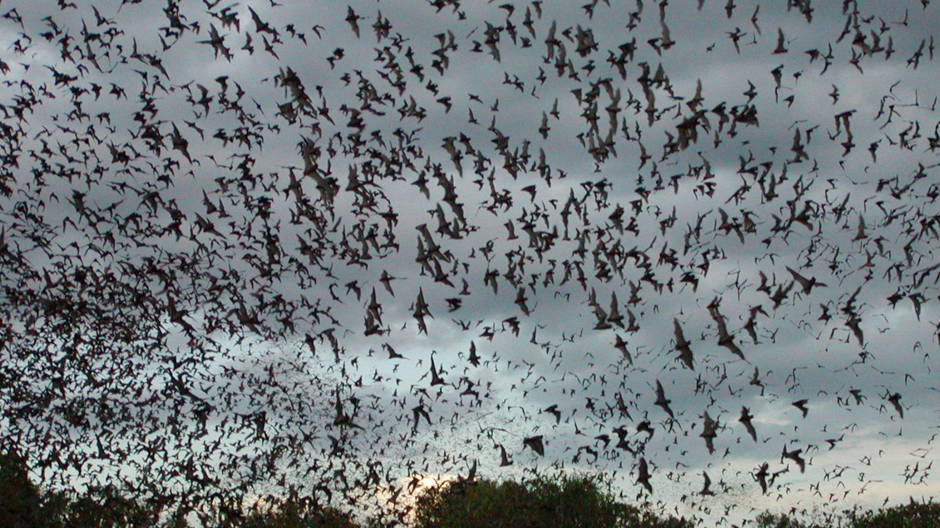 Hundreds of coldstunned bats rescued in Houston area
