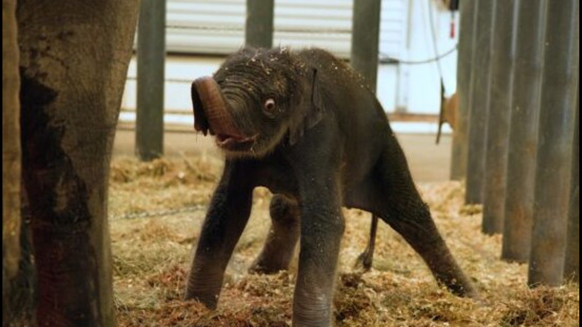 A baby Asian elephant was just born at the Houston Zoo. Kirby is a female calf born to Shanti. Video: Kevin Kendrick/Houston Zoo