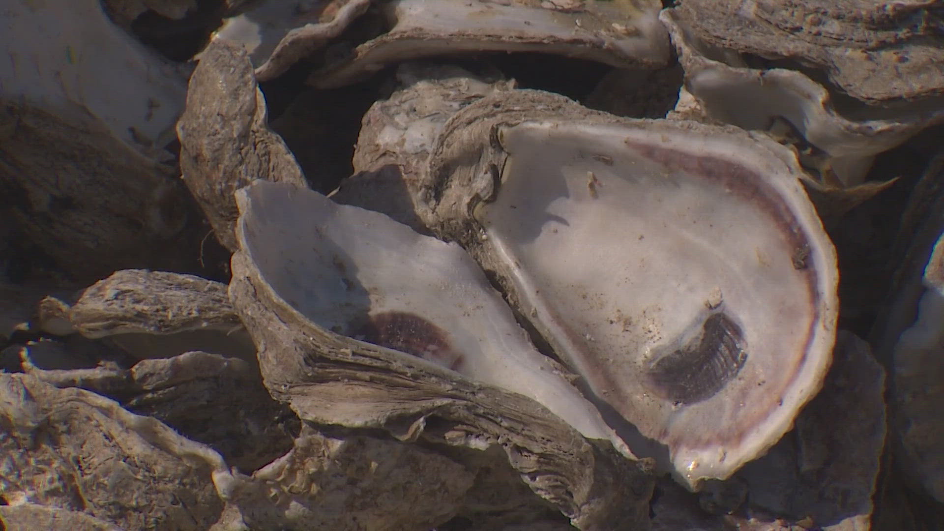 Galveston's oyster population devastated due to SE Texas rainfall