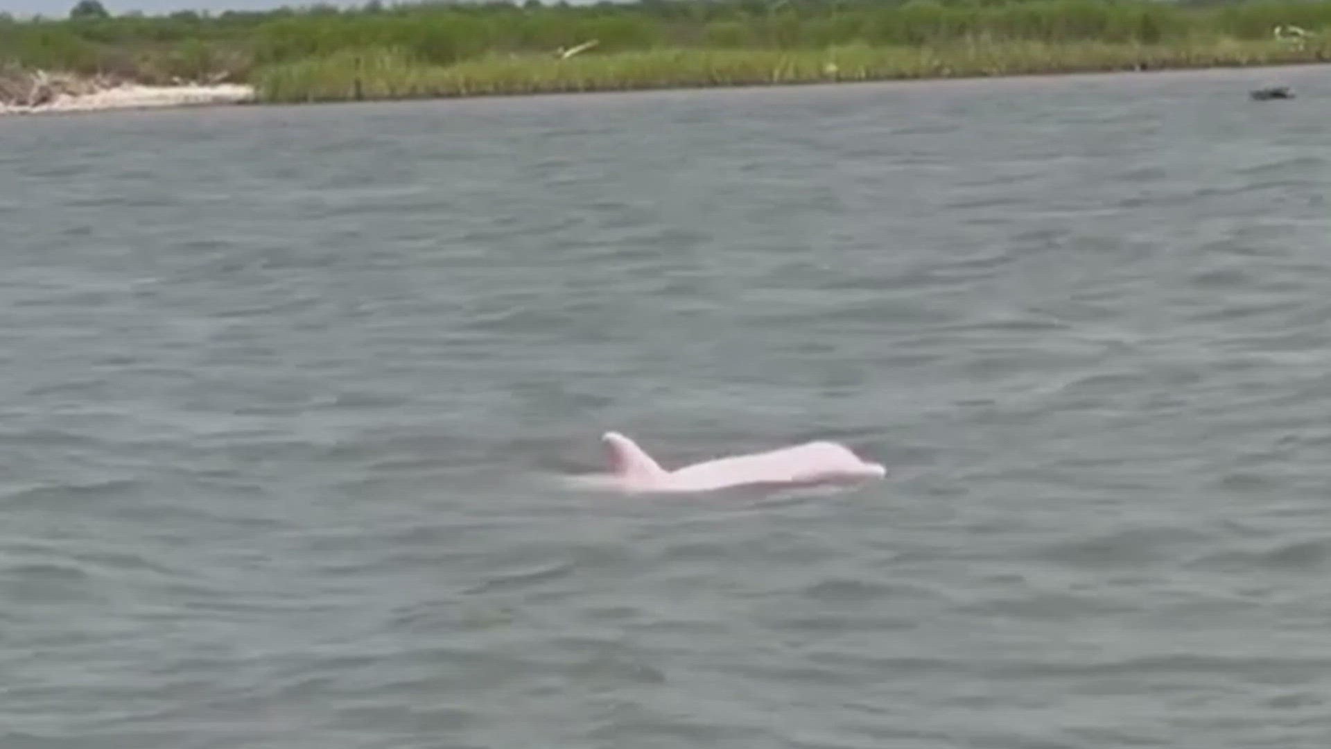 Thurman Gustin was fishing in Louisiana with his girlfriend when they spotted the dolphin, which may be the one locals have nicknamed 'Pinky.'