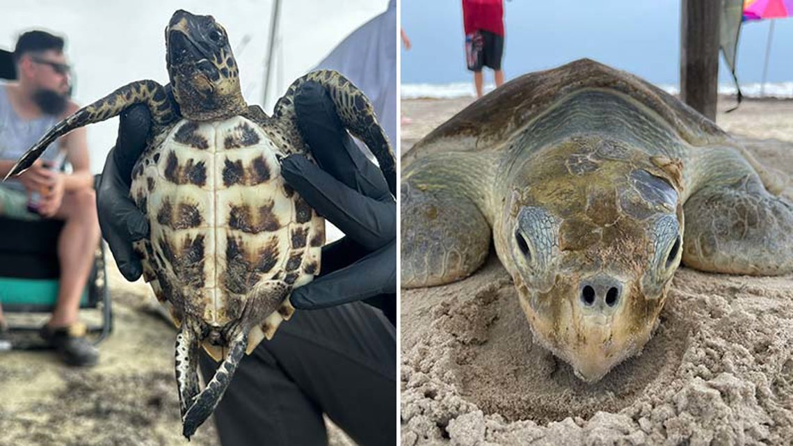 What to do, who to call if you find an injured sea turtle | kens5.com