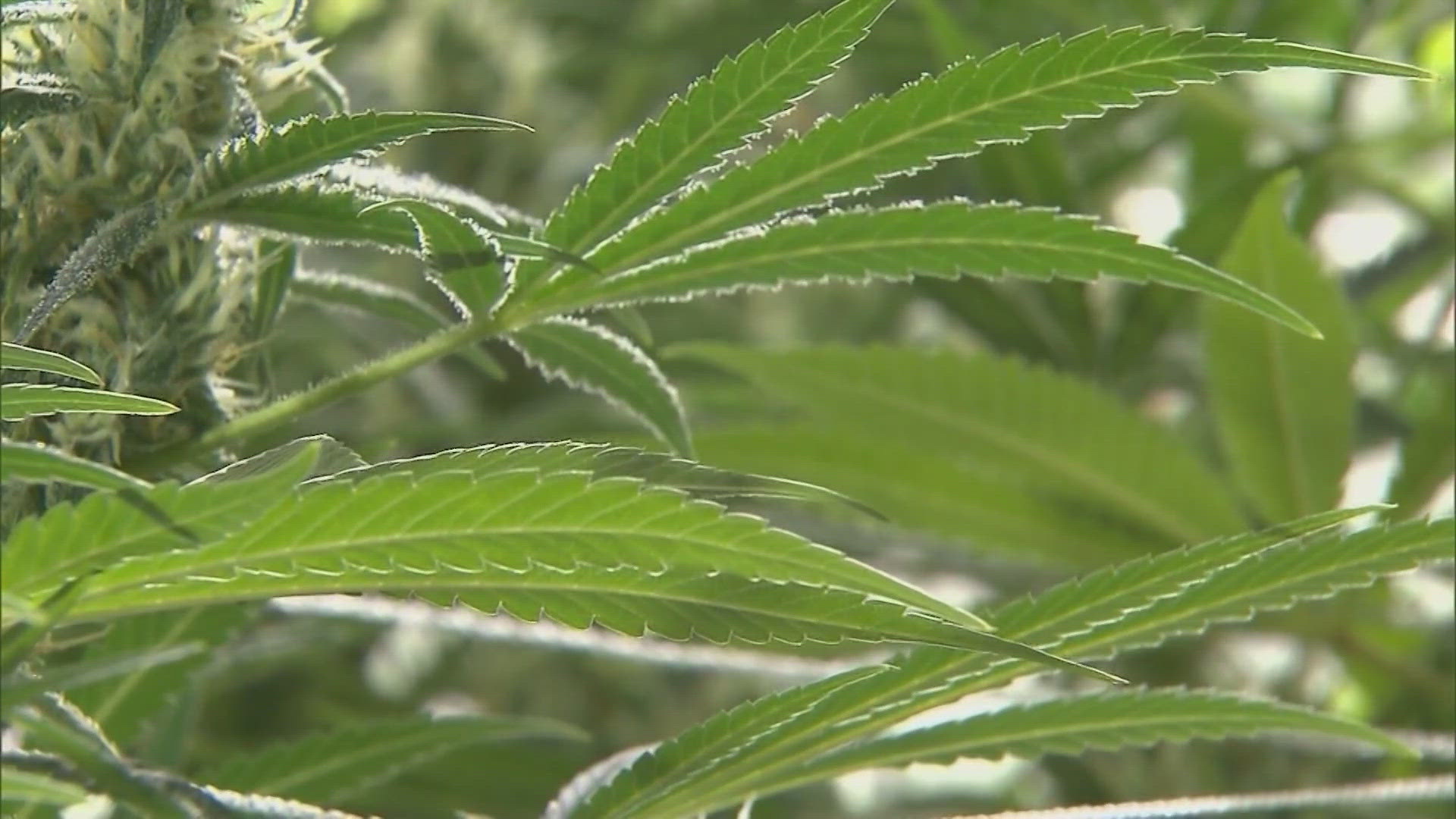 A Texas bill could close a legal loophole and ban the sale of all THC products in the state.
