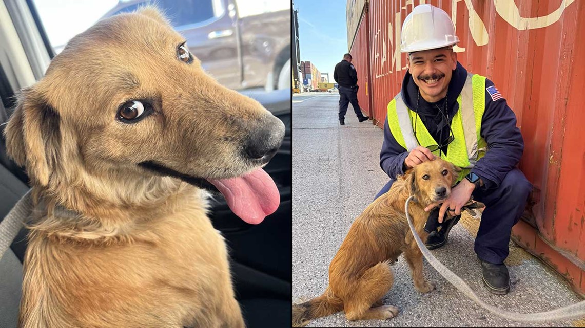 Houston, Texas news: Connie the container dog is pregnant - Vimarsana News