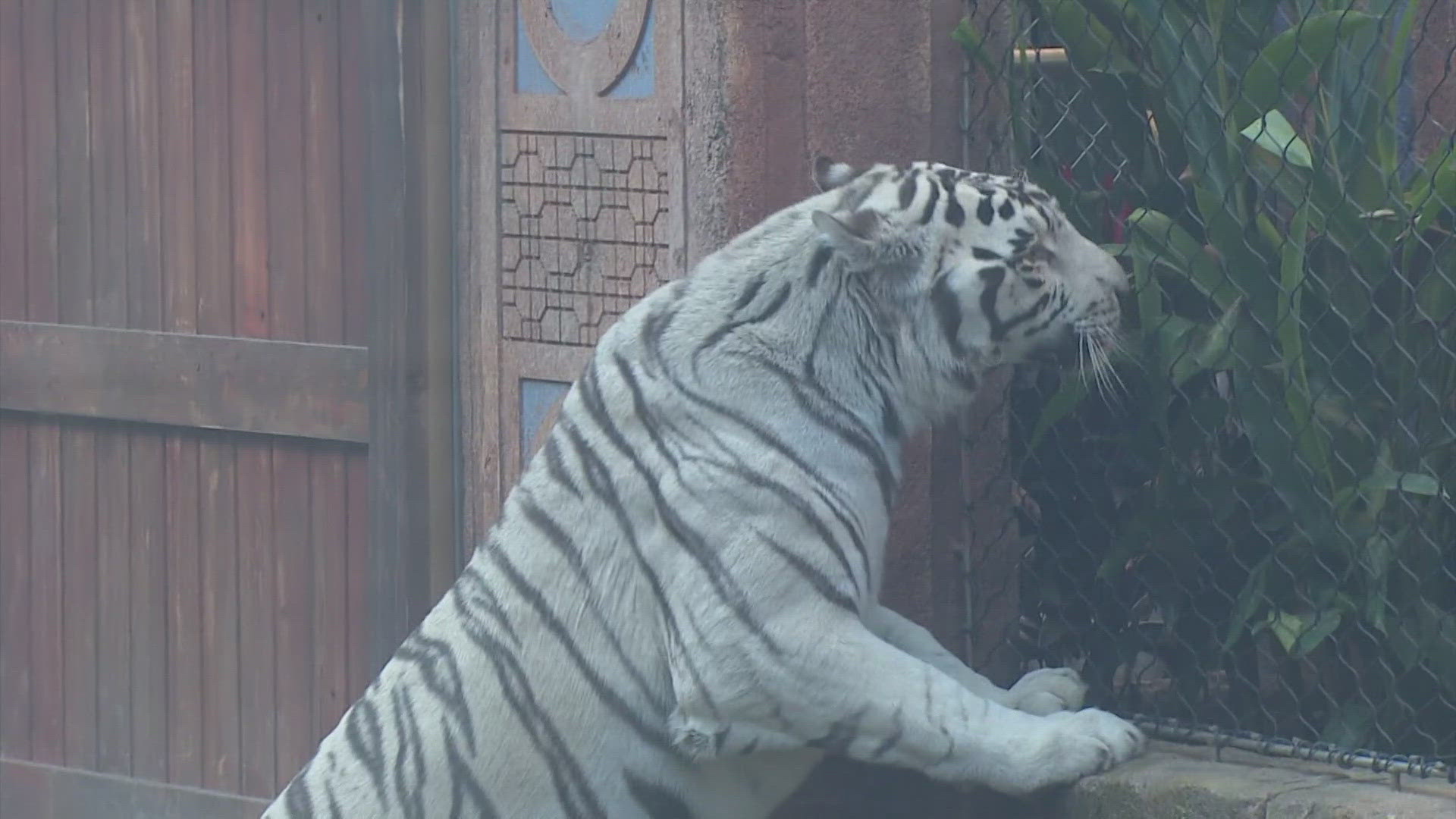 Reef was 20 years old while the normal life expectancy for white tigers in the wild is about 10 years, according to the aquarium. 