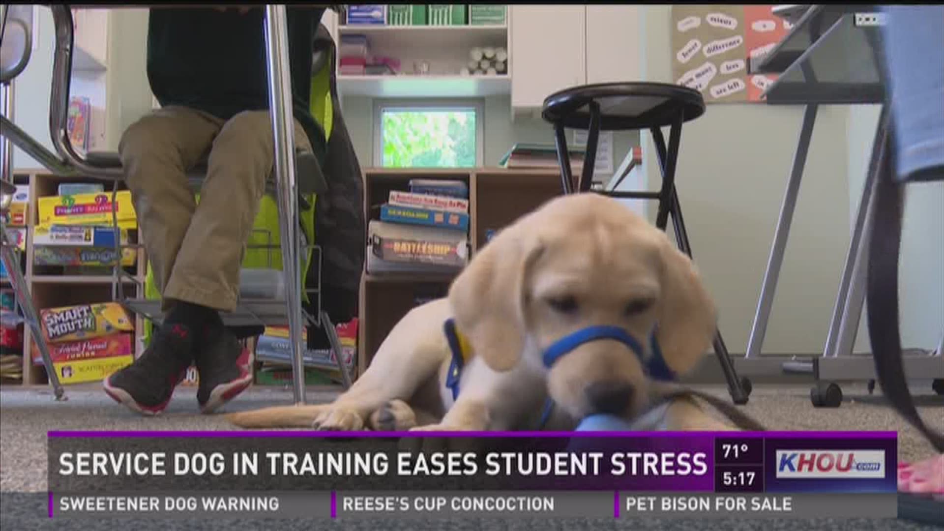 At the Parish School in west Houston has found a unique way to help ease students' stress: a service dog in training named Flight.