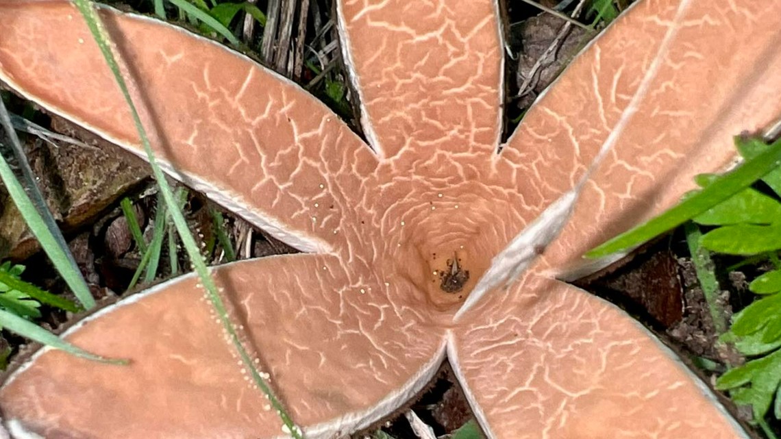 Texas hissing mushroom back in Inks Lake State Park - Vimarsana News