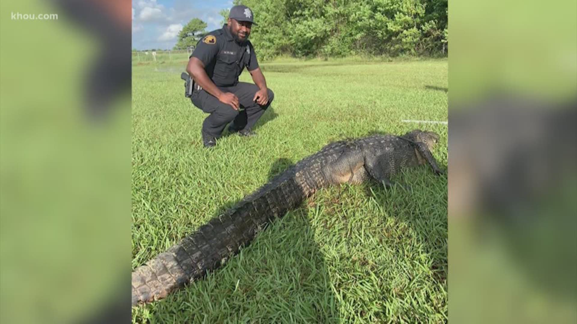 An alligator was spotted on a campus lawn Friday at North Shore Senior High School, not far away from standing water and a wooded area.