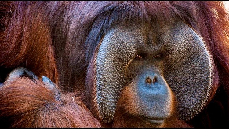 Happy birthday, Rudi Valentino! The orangutan is  Houston Zoo's longest resident