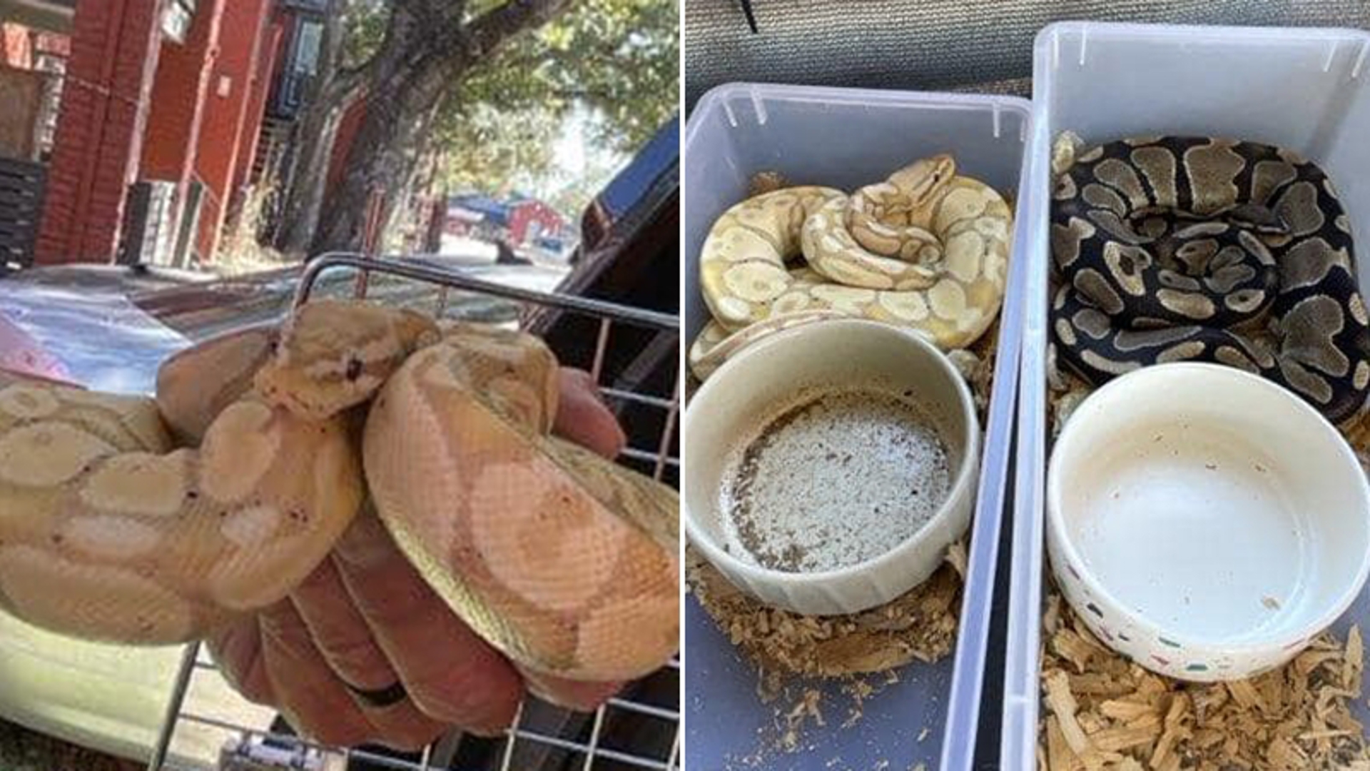 12 neglected pythons were rescued from an apartment complex in the Oak Forest area, Harris County Pct. 1 constable said. Two later died. 