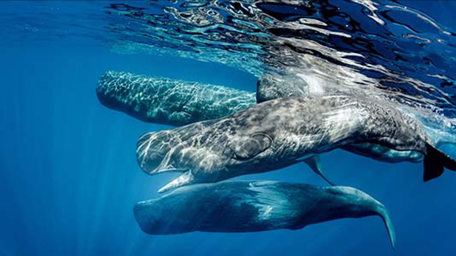 Whale Language Researchers unlock building blocks of sperm whale language | kens5.com