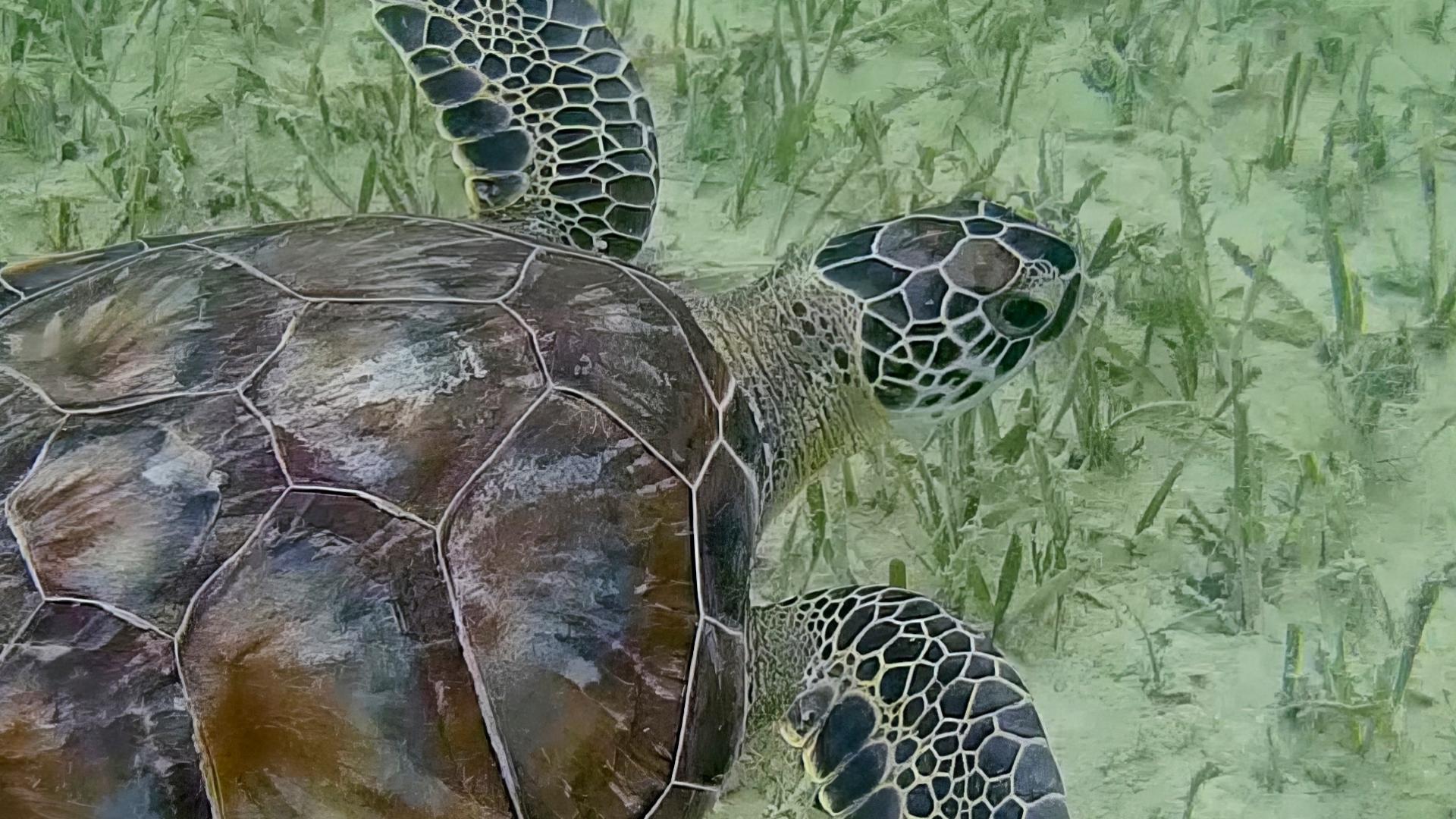 Experts warn sea turtles may be found helpless in shallow bays this ...