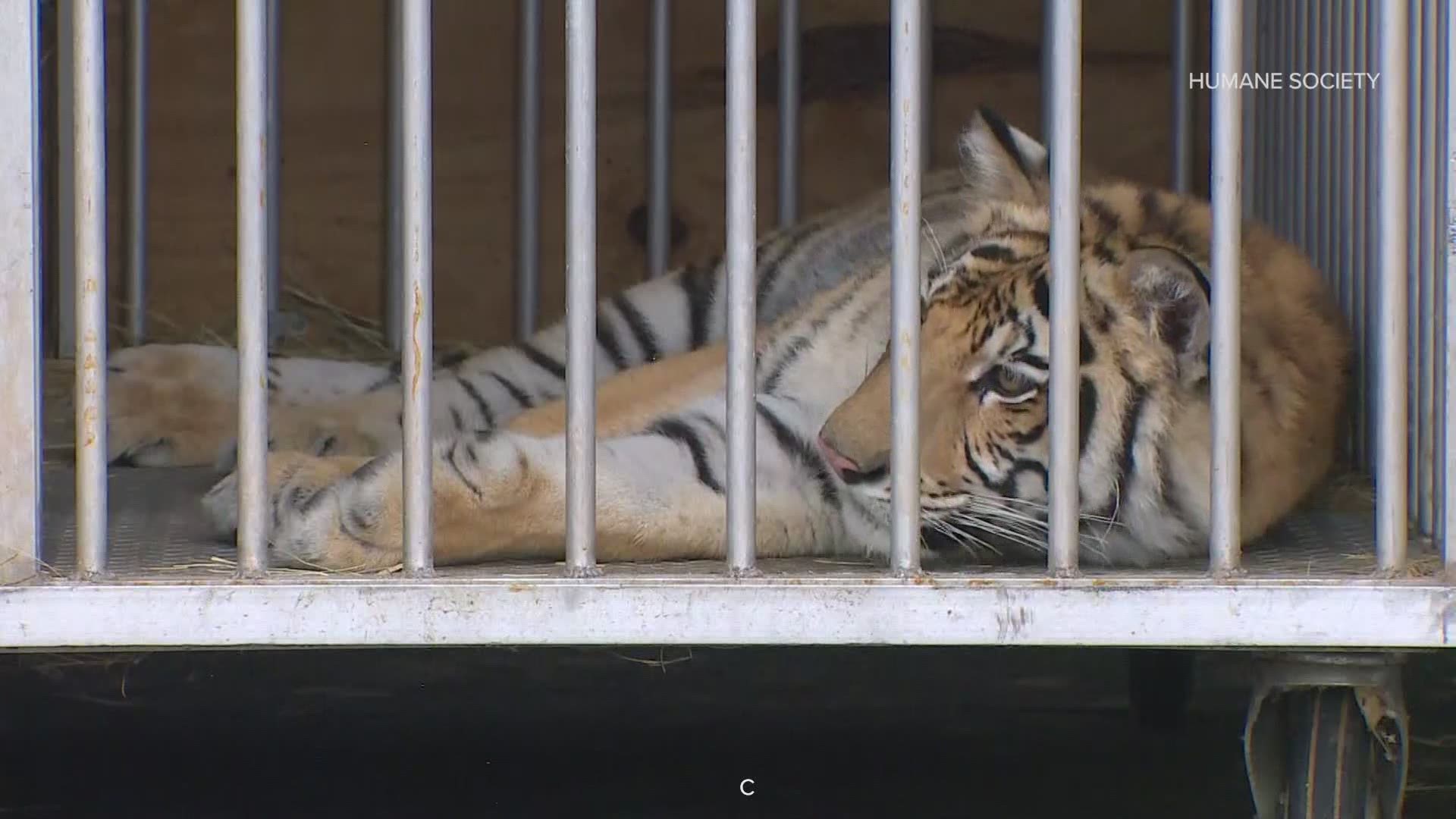 Linda McIngvale says she helped with surrender of Houston tiger | kens5.com