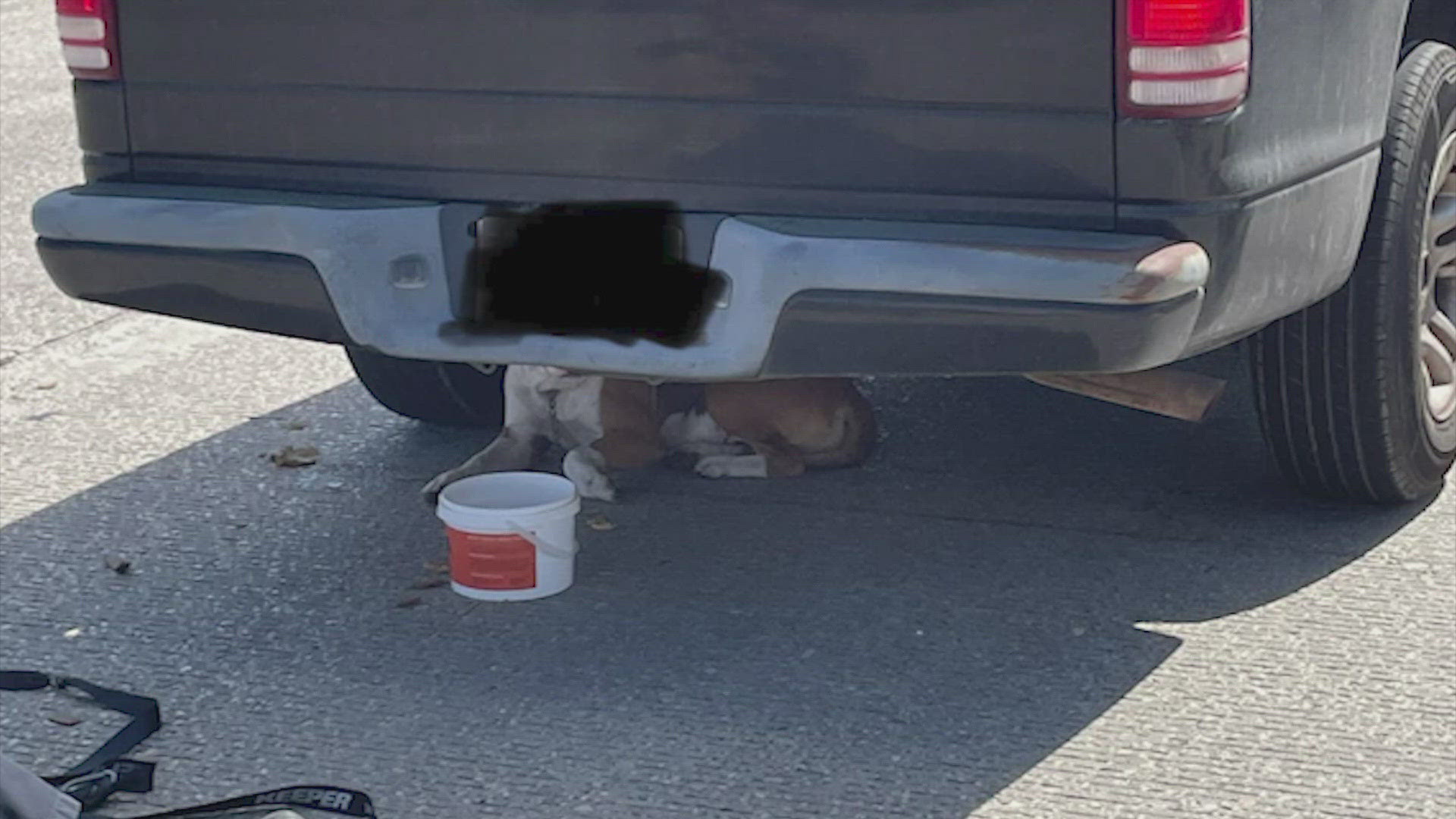 The frightened pooch was in the southbound lanes of I-45 south of 242 in The Woodlands when it ran under a pickup and refused to come out.