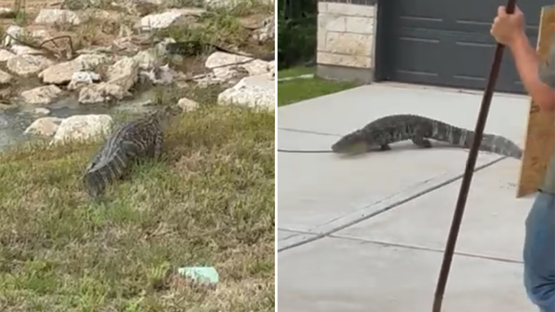 A gator was spotted outside a home in Westlake Hills. Workers used rope and plywood to move it safely to a nearby culvert.