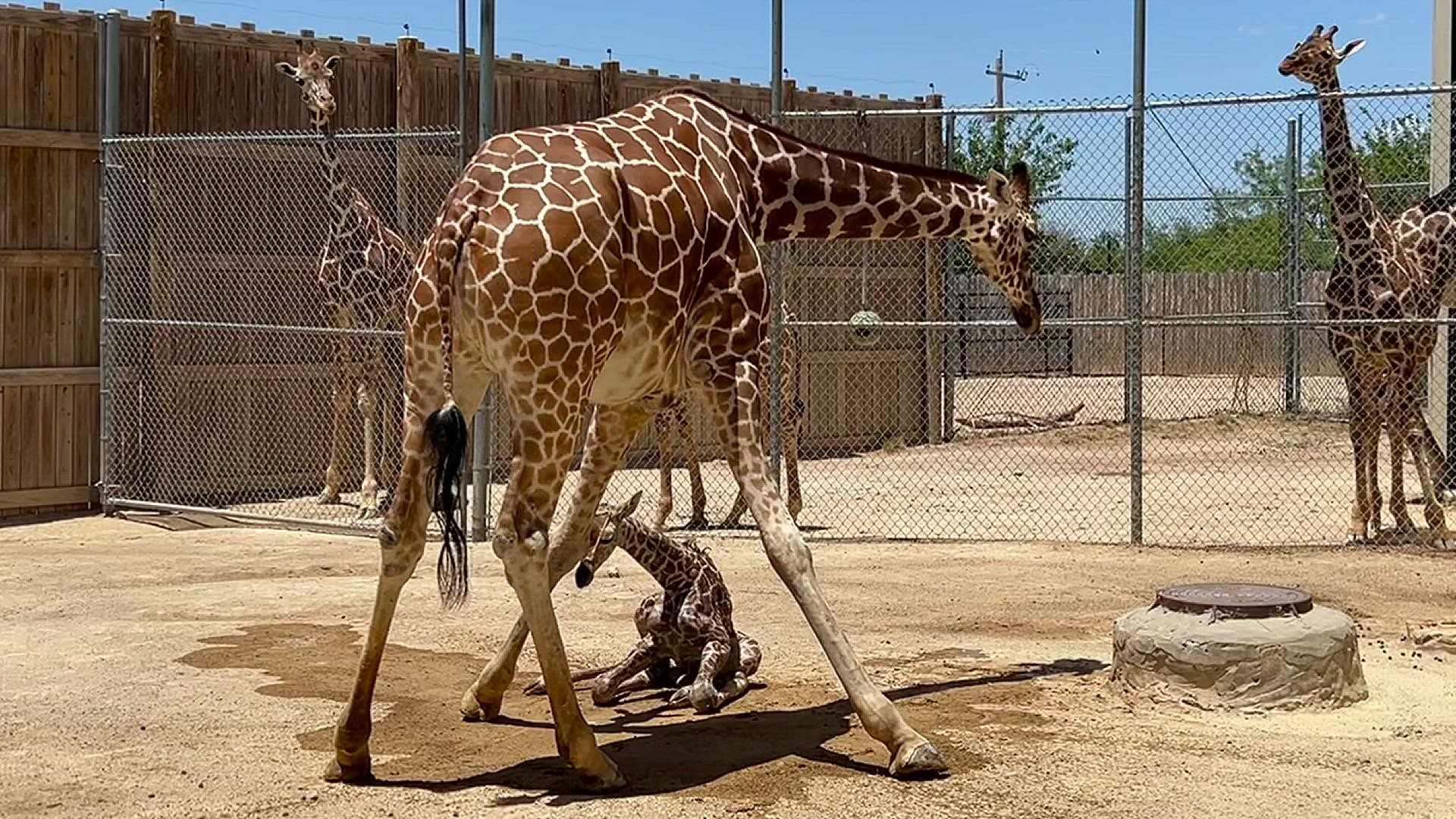 The calf was born Friday afternoon to mom, Jamie, an 11-year-old giraffe.