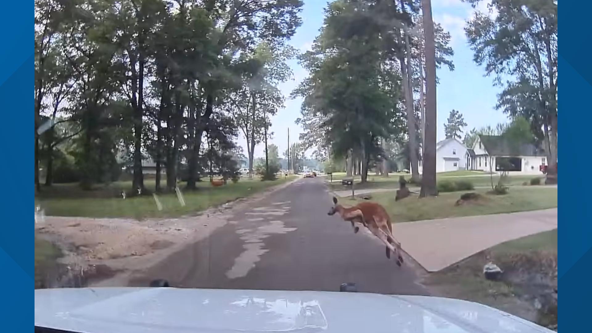 Lufkin Police were dispatched to a kangaroo on the loose call Sunday. Kangaroo Jack was returned home safe and sound.