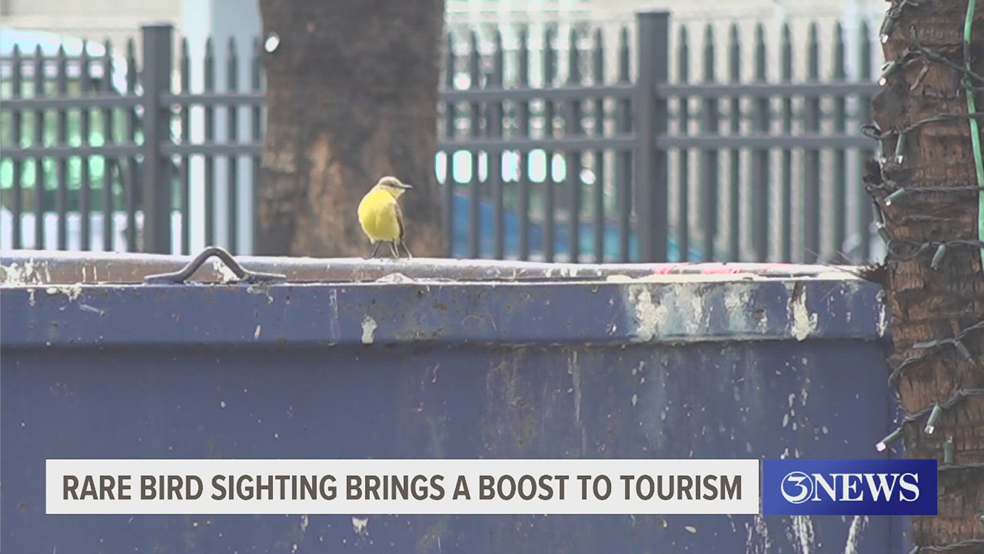 The bird is a rare sight in Corpus Christi.