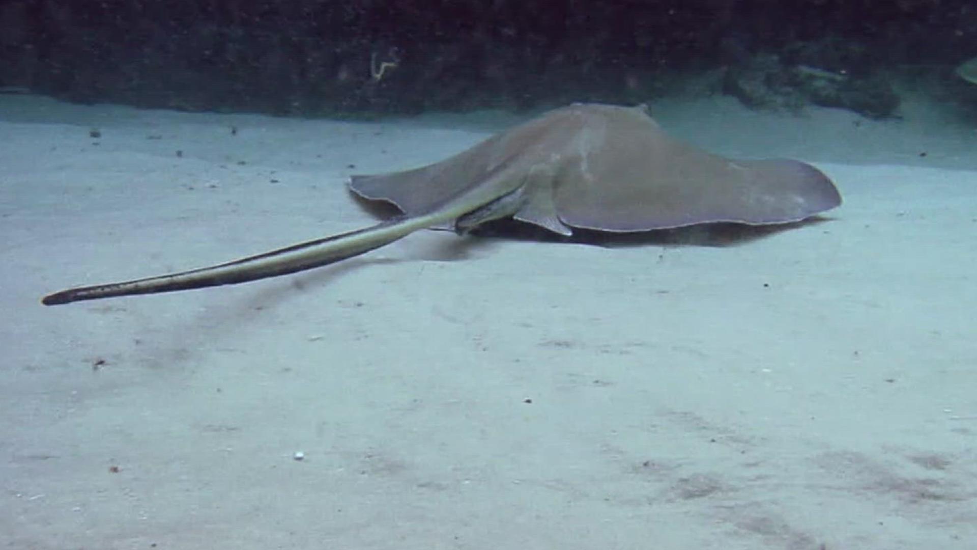 A local angler told 3NEWS he's seeing fellow fisherman remove the barbs from stingrays found in our local waters, some even promoting the act on social media.