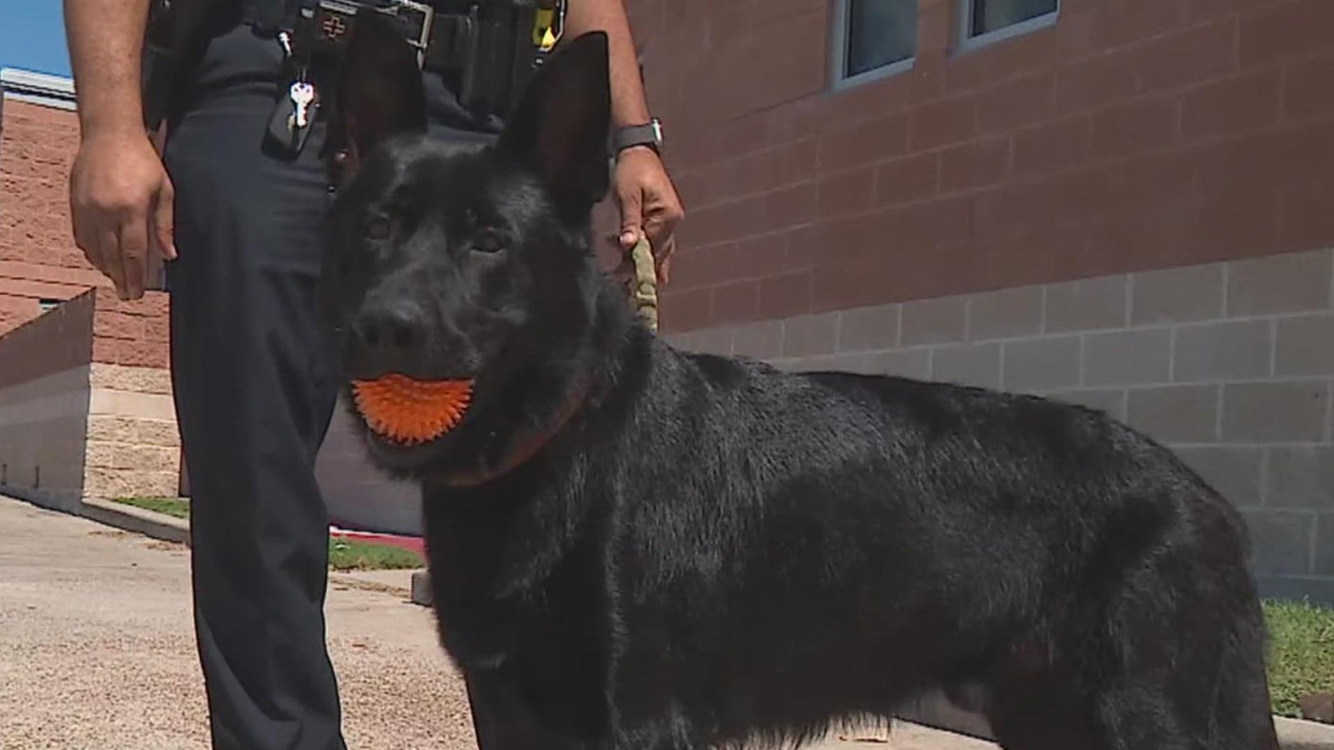 Roscoe will work in drug detection as well as search and apprehension alongside his handler Officer Elvin Garcia.