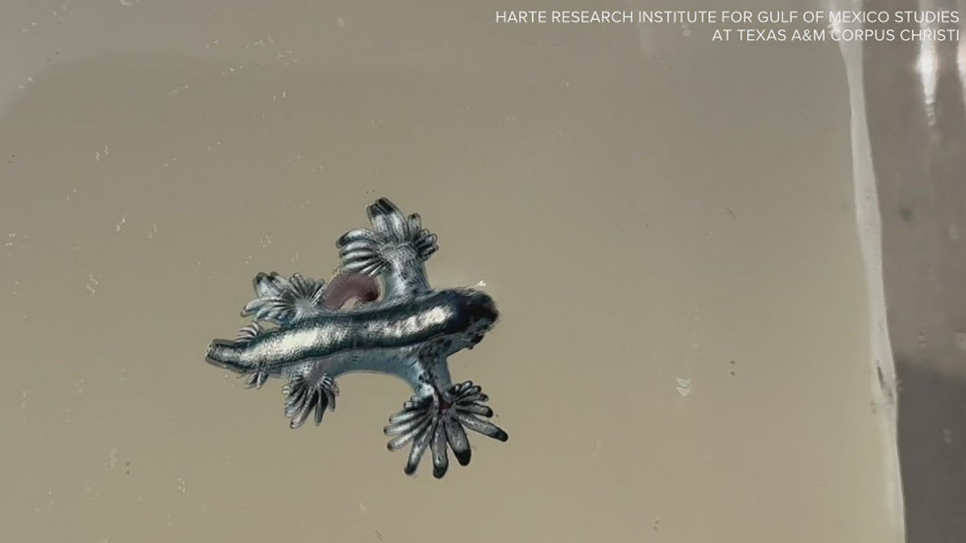 Although they may look unassuming, their sting is three-times the intensity of a man o' war jellyfish!