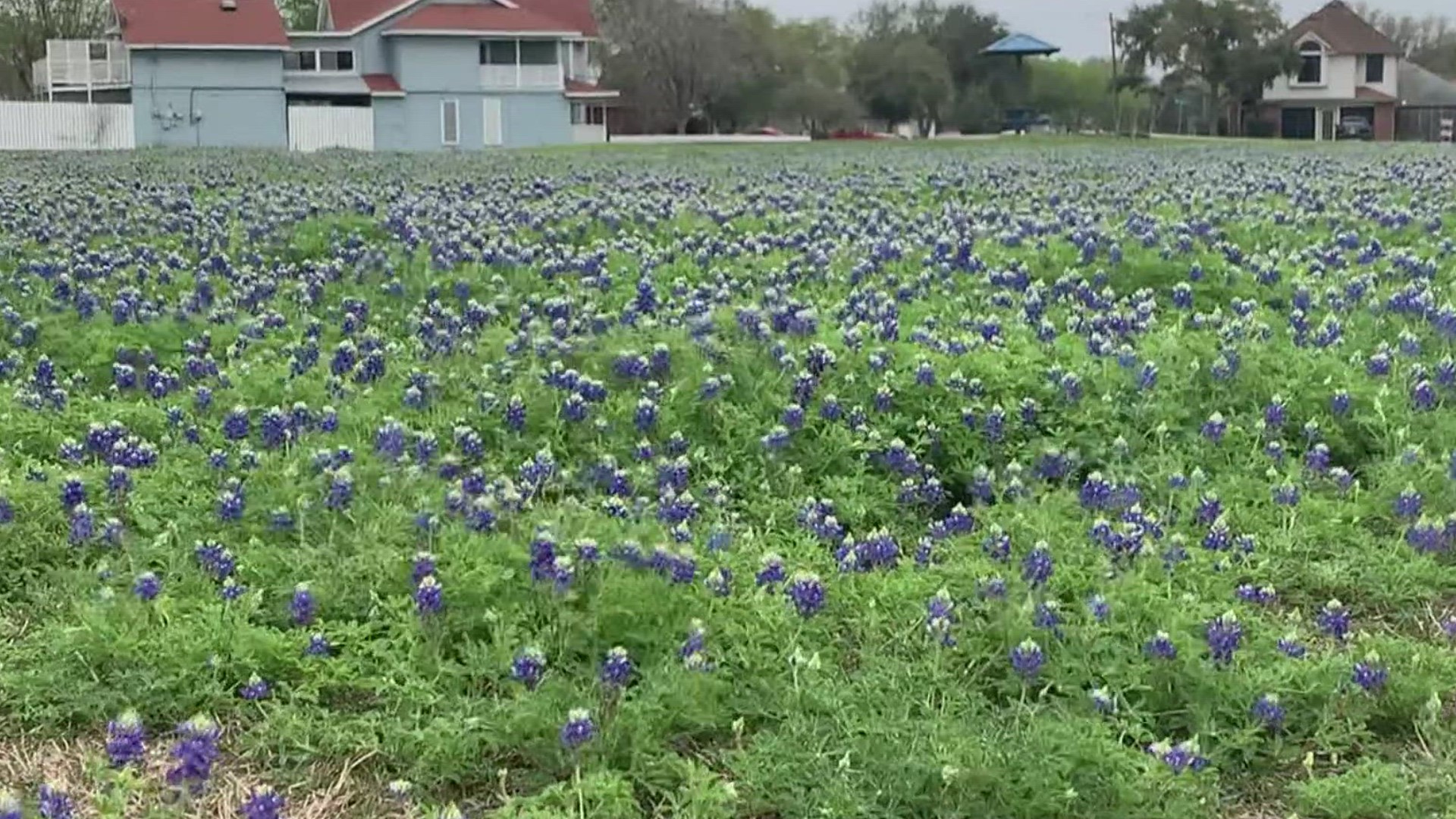 Recent weather conditions have proven to be ideal for the wildflower.