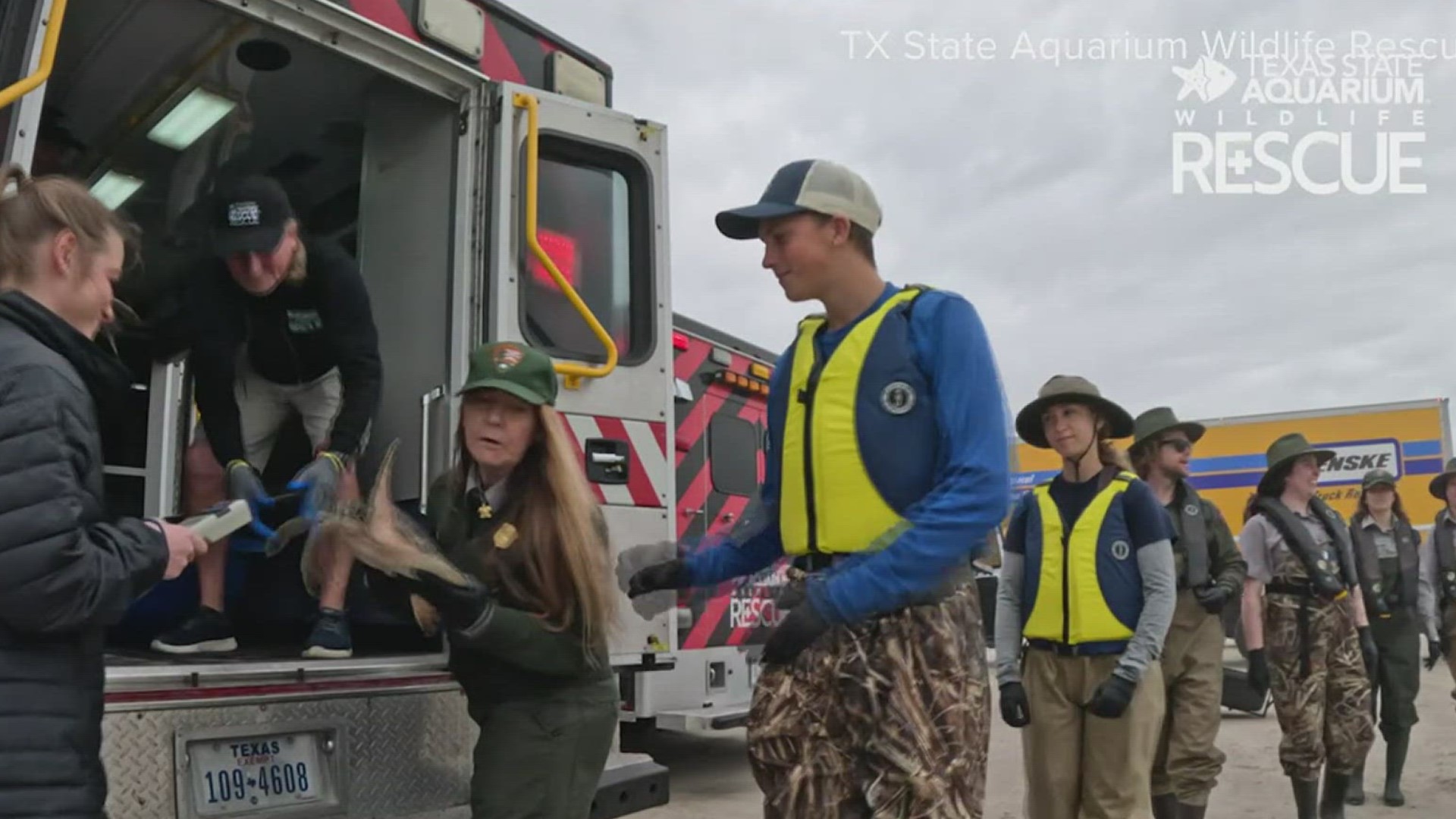 These turtles had been rescued after the recent Jan. 15 cold snap.