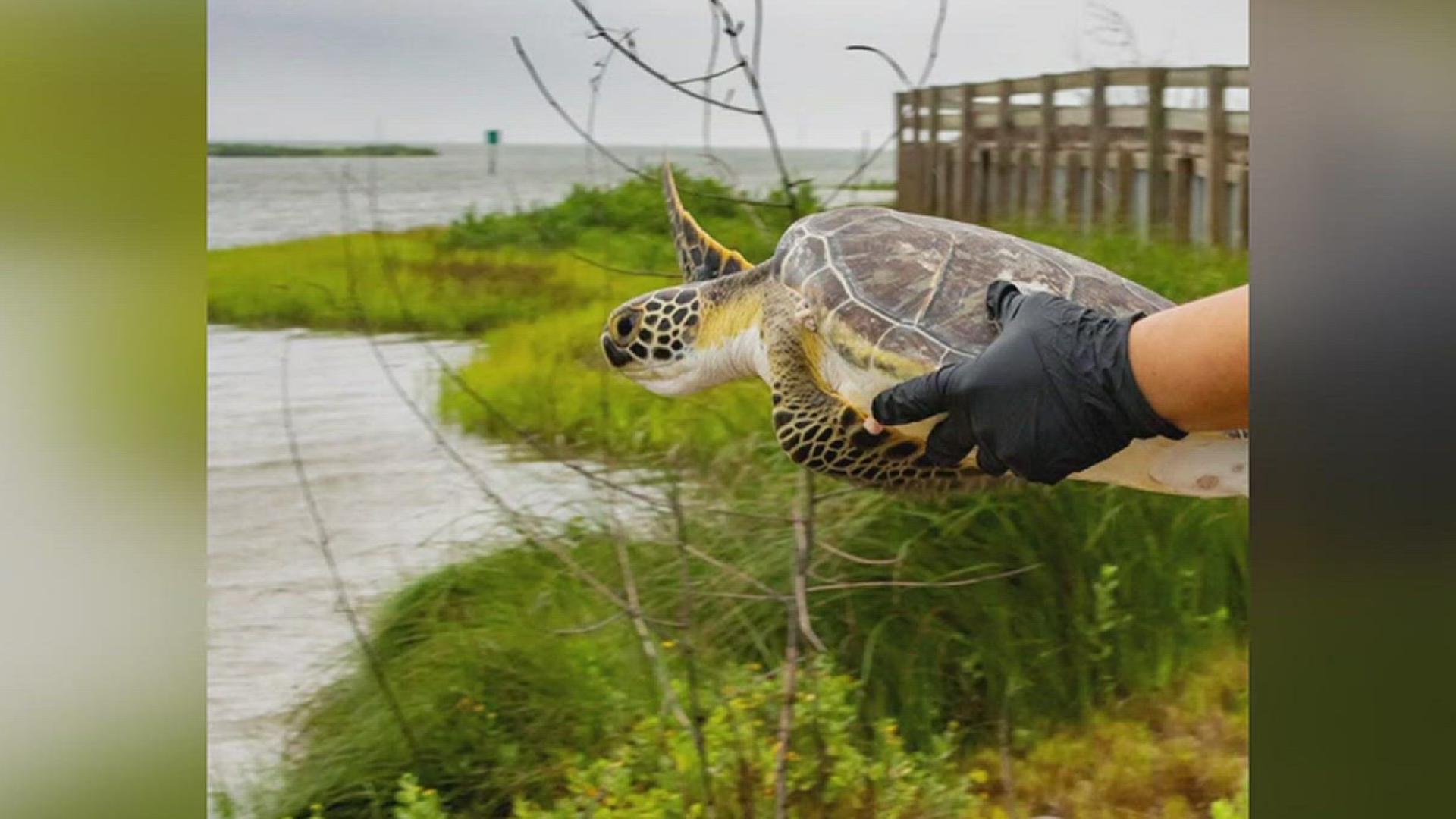 Texas State Aquarium celebrates hundreds of turtle releases | kens5.com