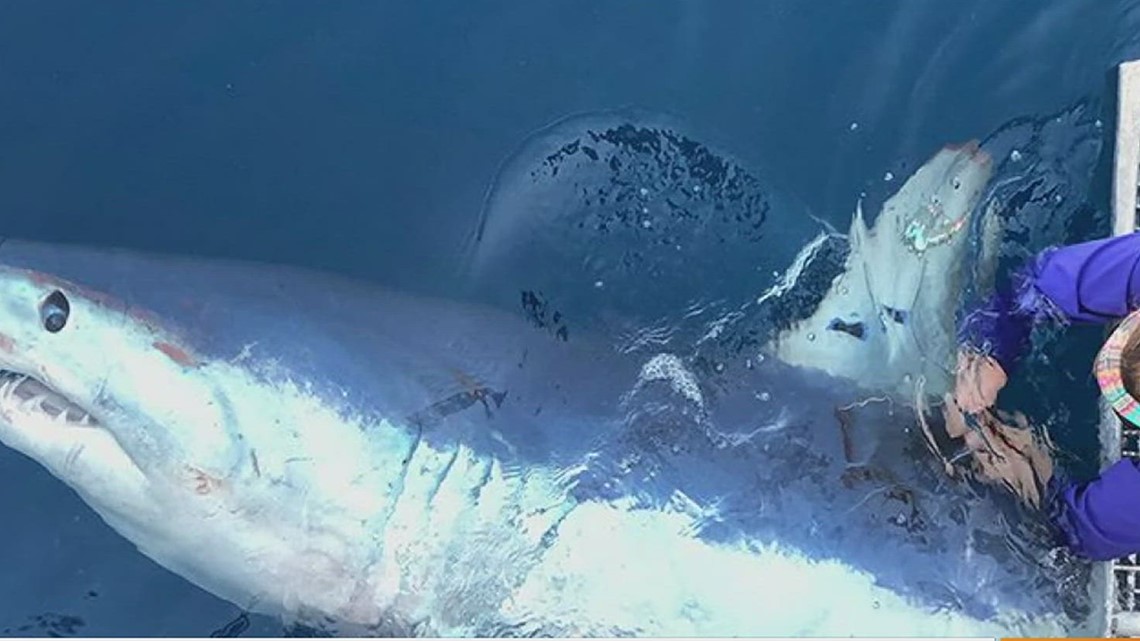 Great white shark LeeBeth bids farewell to Texas coast
