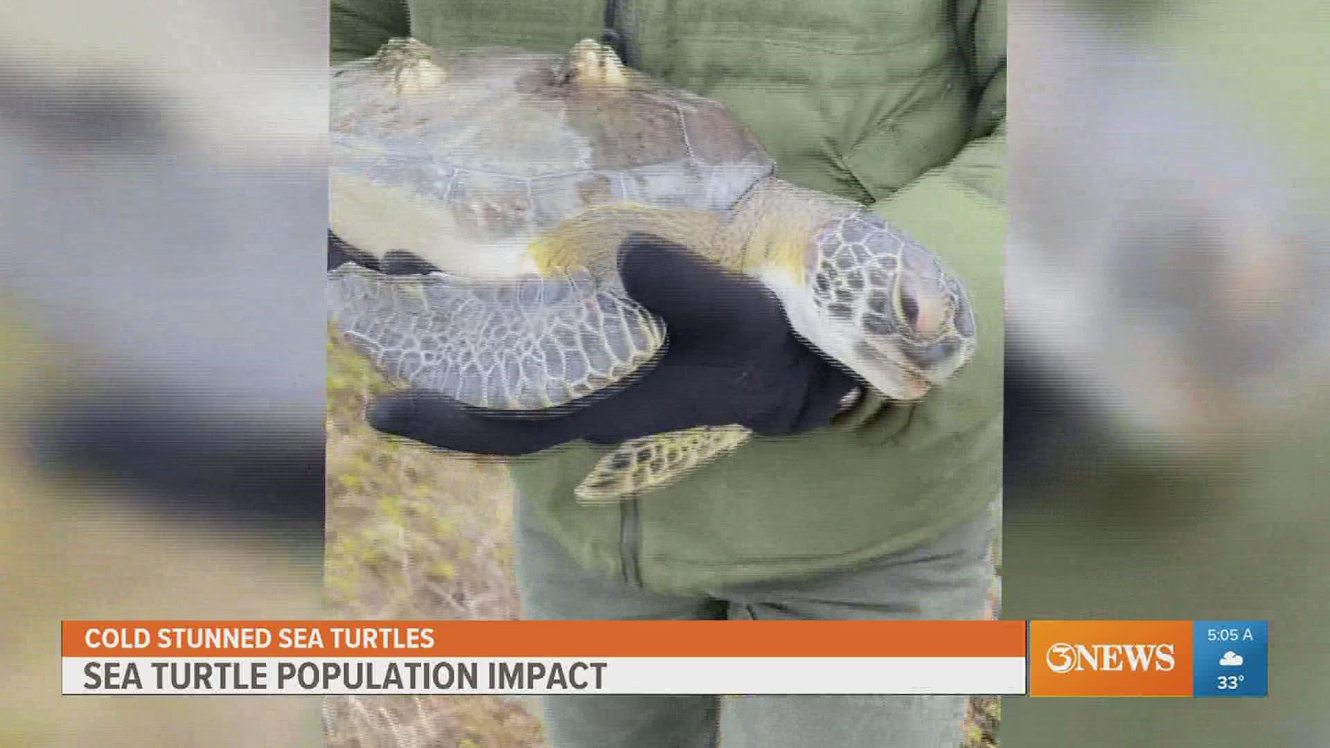 259 cold-stunned turtles have washed ashore during this recent cold snap. This makes them highly susceptible to predators as locals race to save them.