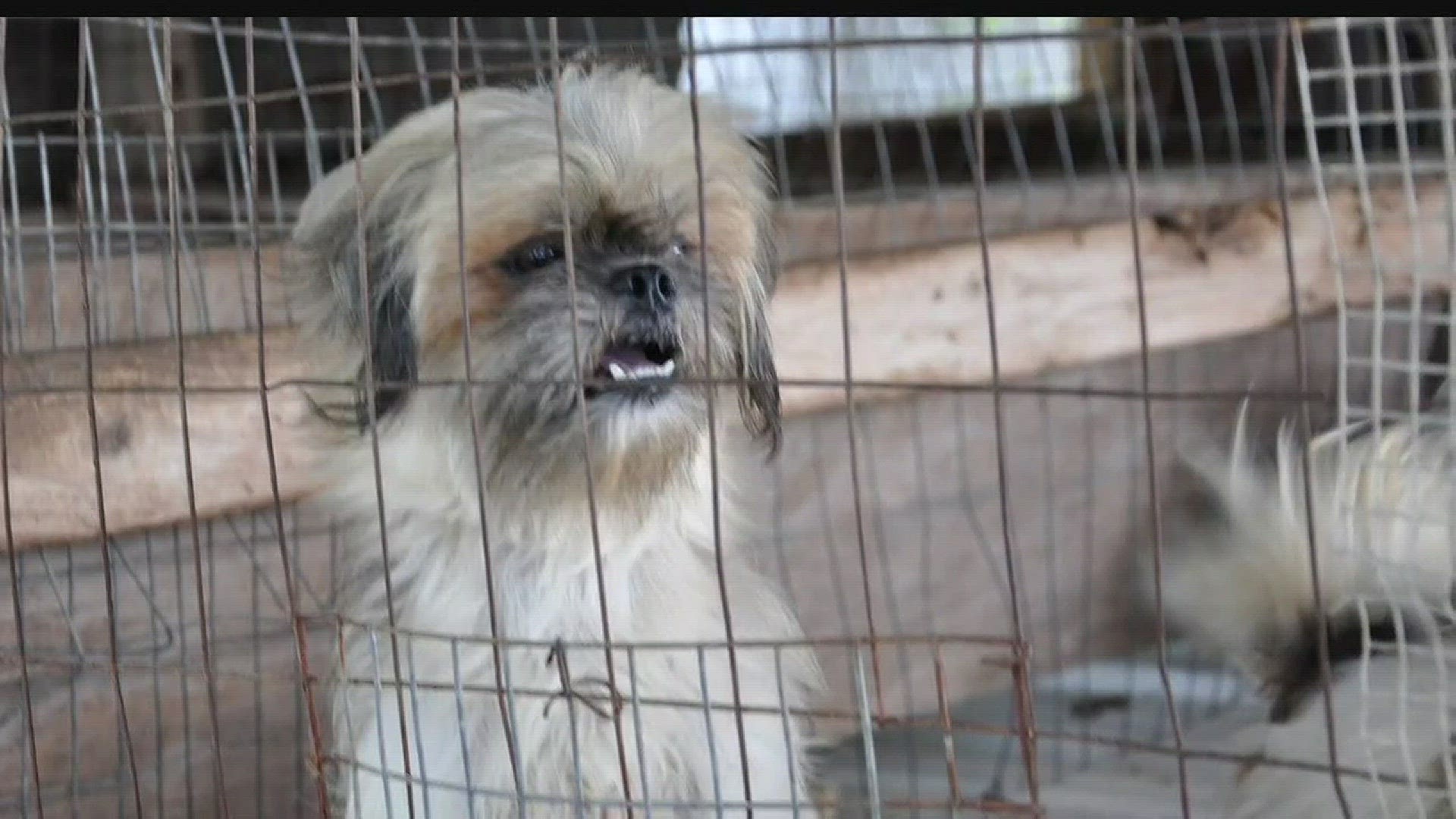 17 Shih Tzu puppies rescued from puppy mill in Ben Bolt, Texas 