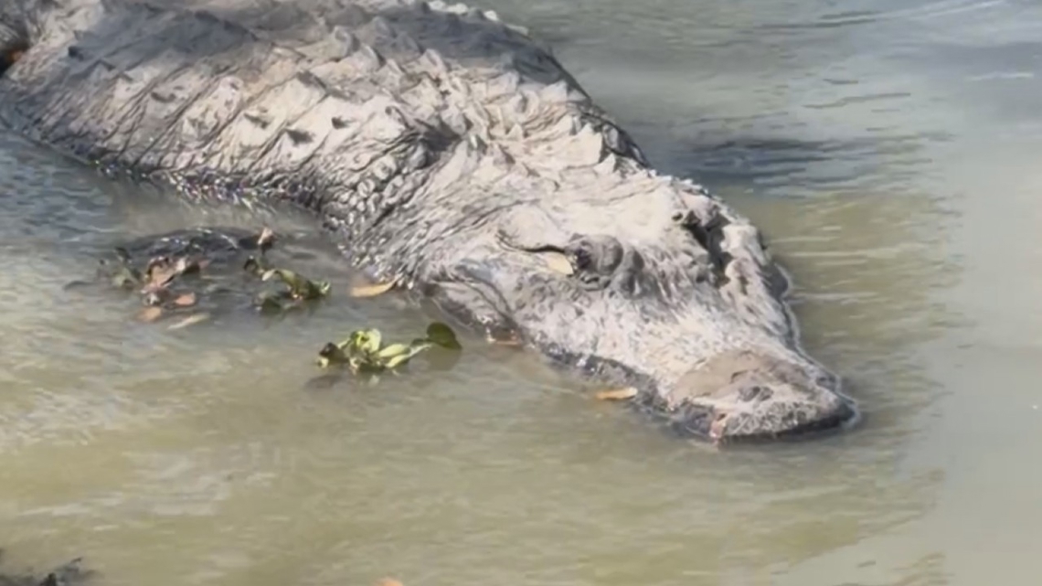 Boots the celebrity gator is thriving in new home after Port A relocation