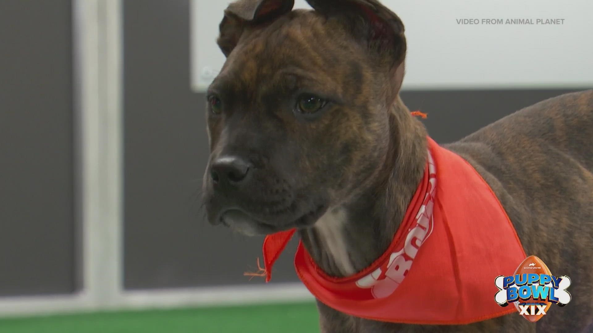 A local puppy has been chosen to join the popular TV competition.