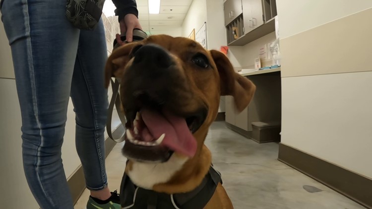 Let's go, Cooper! Boxer pup from Seattle will participate in this year's Puppy Bowl