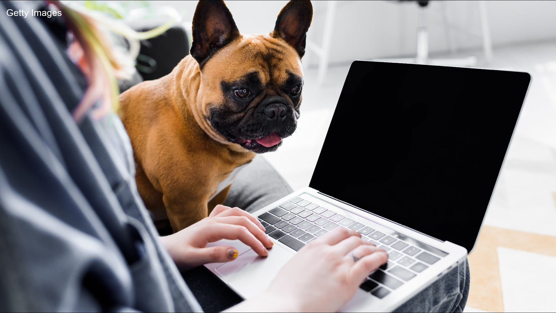 Guess who needs help adjusting to your new work from home life ... your pets!