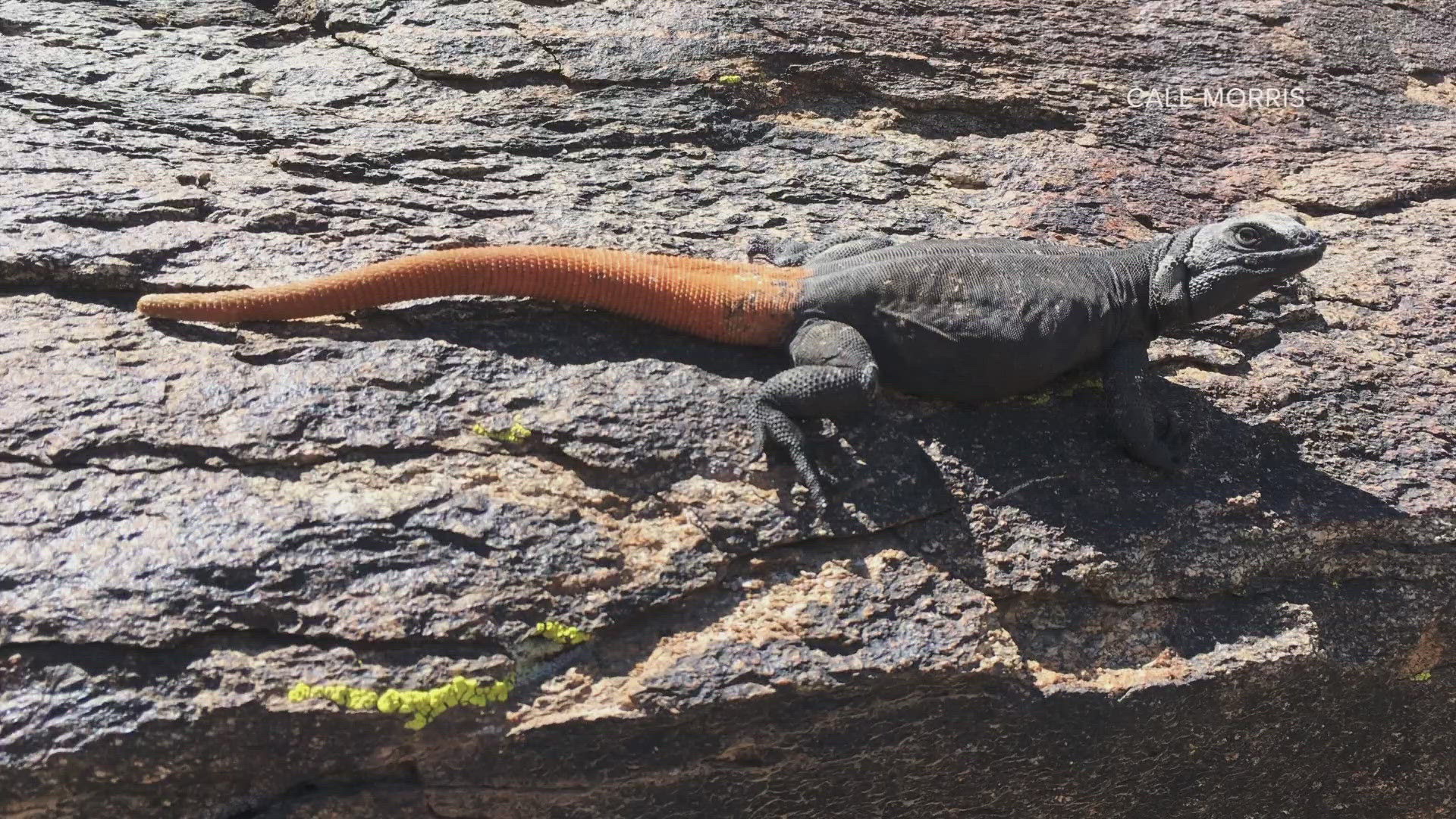 The carrot-tailed chuckwalla is an Arizona lizard that lives in one place: South Mountain Park. Learn all about them in the video above.