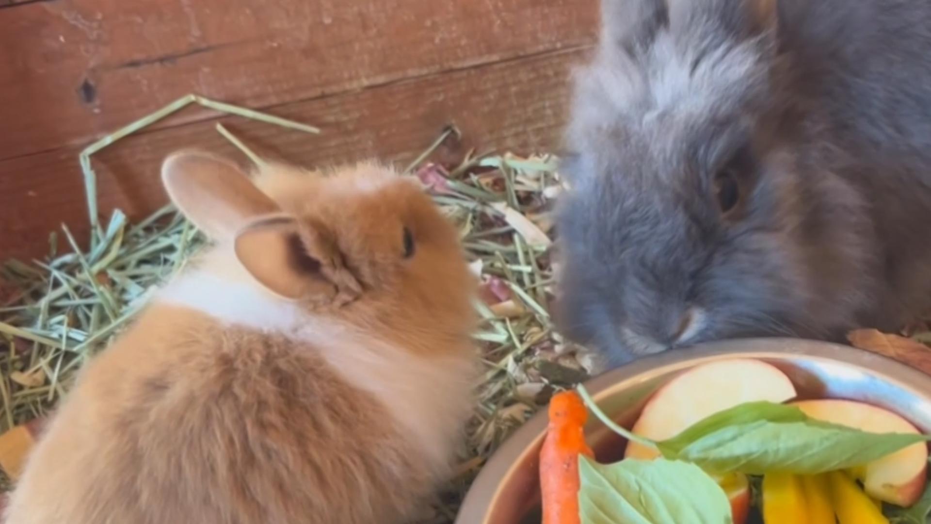 Michelle Rhodes, director of God's Garden Preschool, said three bunnies were killed and one of the bunnies was decapitated.