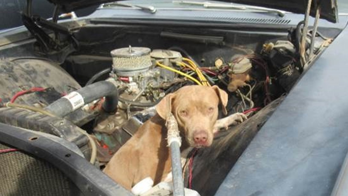 Dog rescued in Phoenix after found stuck inside car engine | kens5.com