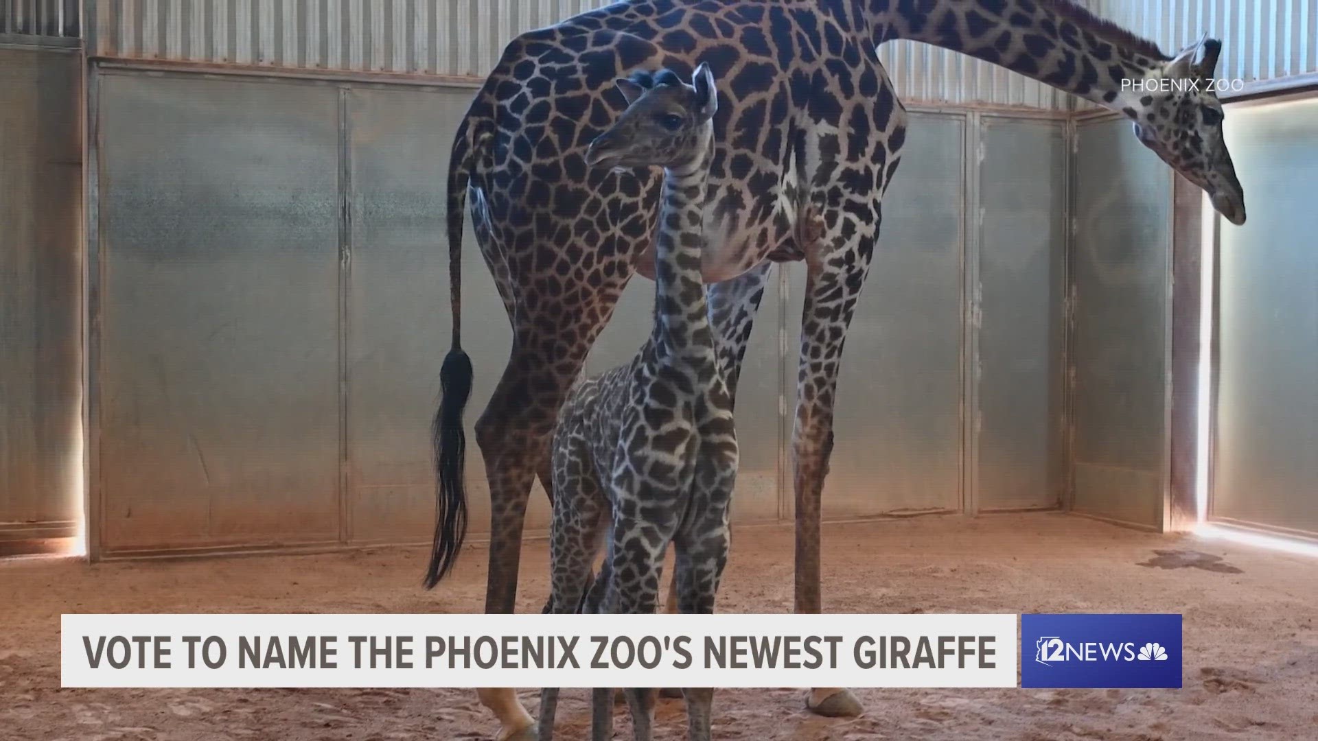 Sunshine, one of the zoo's beloved Masai giraffes, gave birth to the baby girl on Oct. 25.