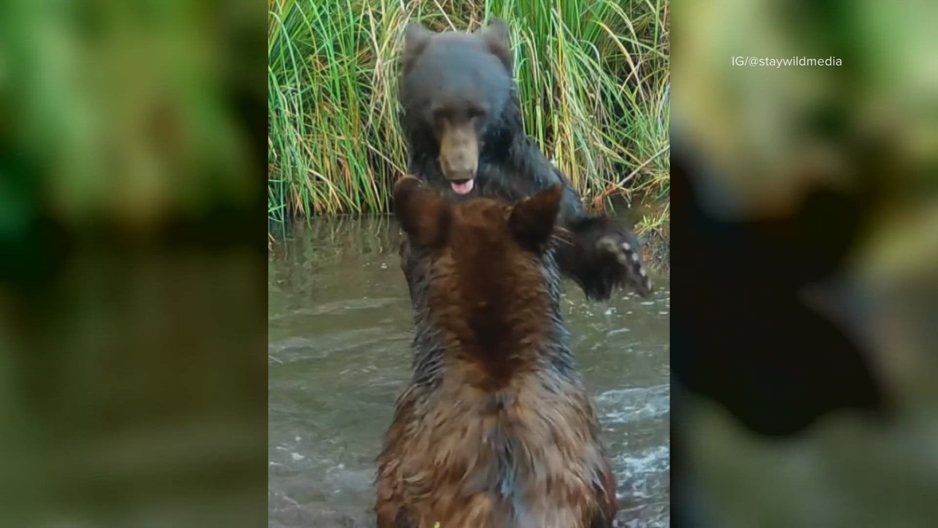 An Arizona wildlife photographer captured two bears at a deep, spring pool in Tucson, and says the video is a reminder of how biodiverse Arizona truly is.