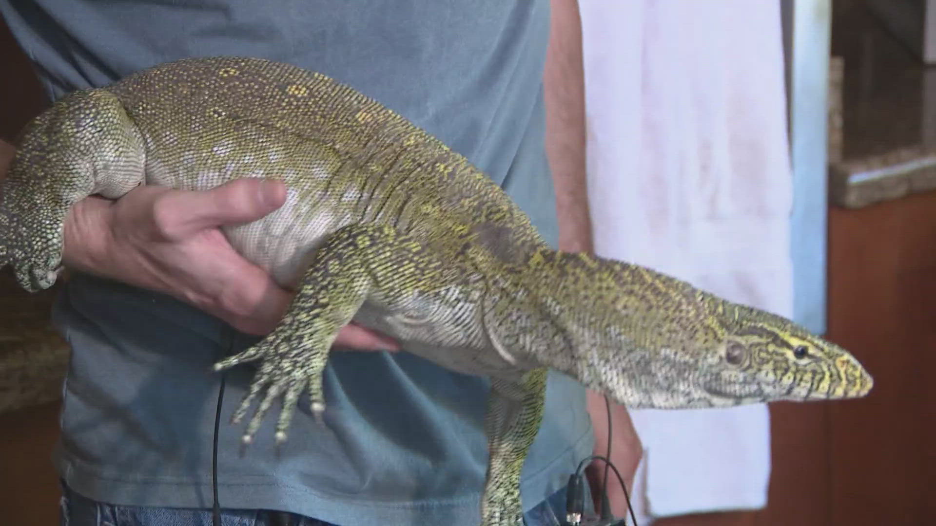 The large exotic lizard was seen on the side of Loop 101 in north Phoenix.