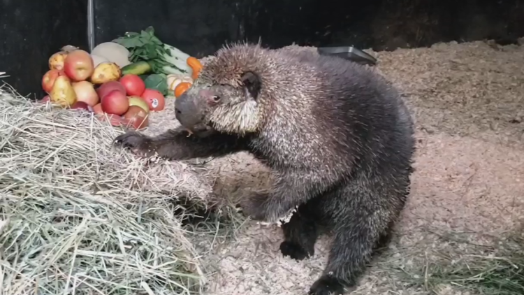 'It's a happy ending': Porcupine reunited with mate after Eastern Washington wildfire rescue