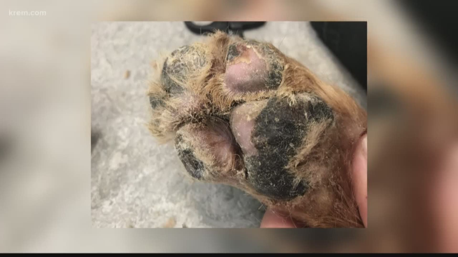 A Medical Lake veterinary hospital says the dog's injuries were so severe that it exposed raw muscle.