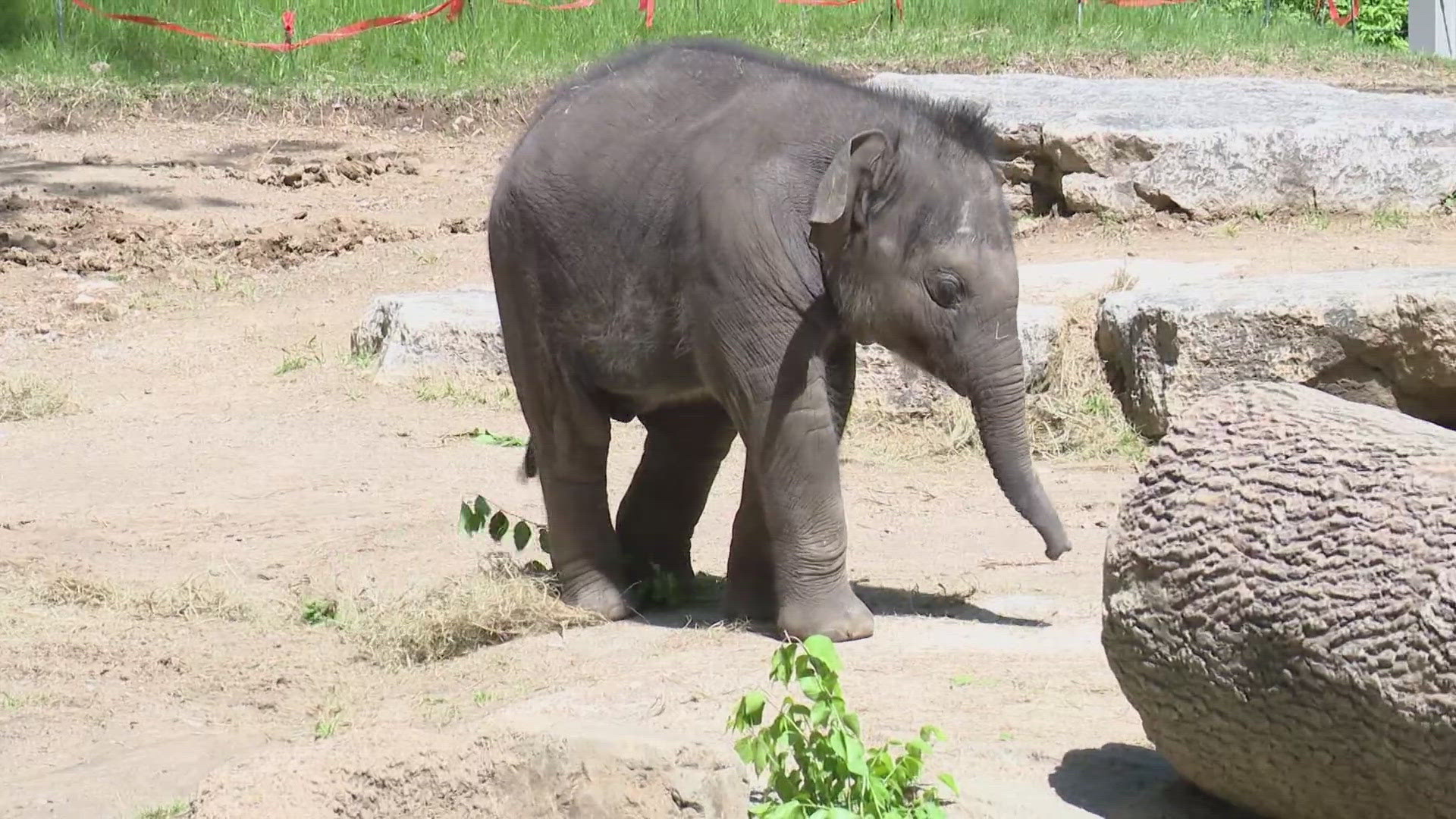 A 5-month-old baby elephant made his first public appearance at the Saint Louis Zoo on Tuesday. Staff said it's the first of many.