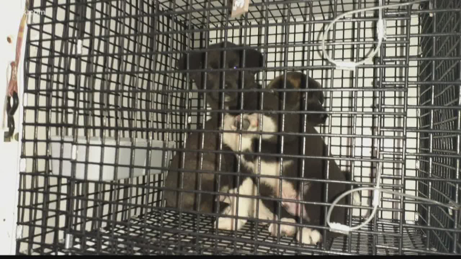 97 puppies were found in one van at a gas station over the weekend