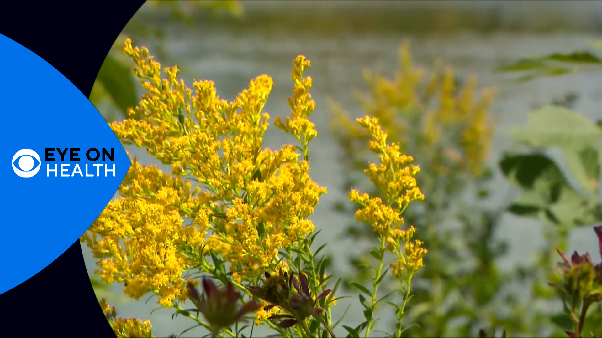 In this episode of Eye On Health, we talk about the bad allergy seasons ahead, hospital libraries, and more.